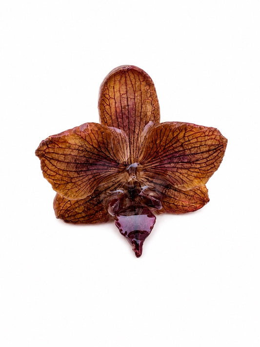 Floral Ring Bronce - Softenheart
